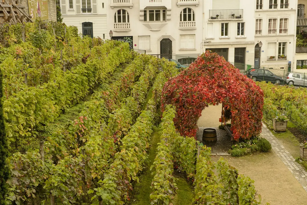 The Clos Montmartre vineyard