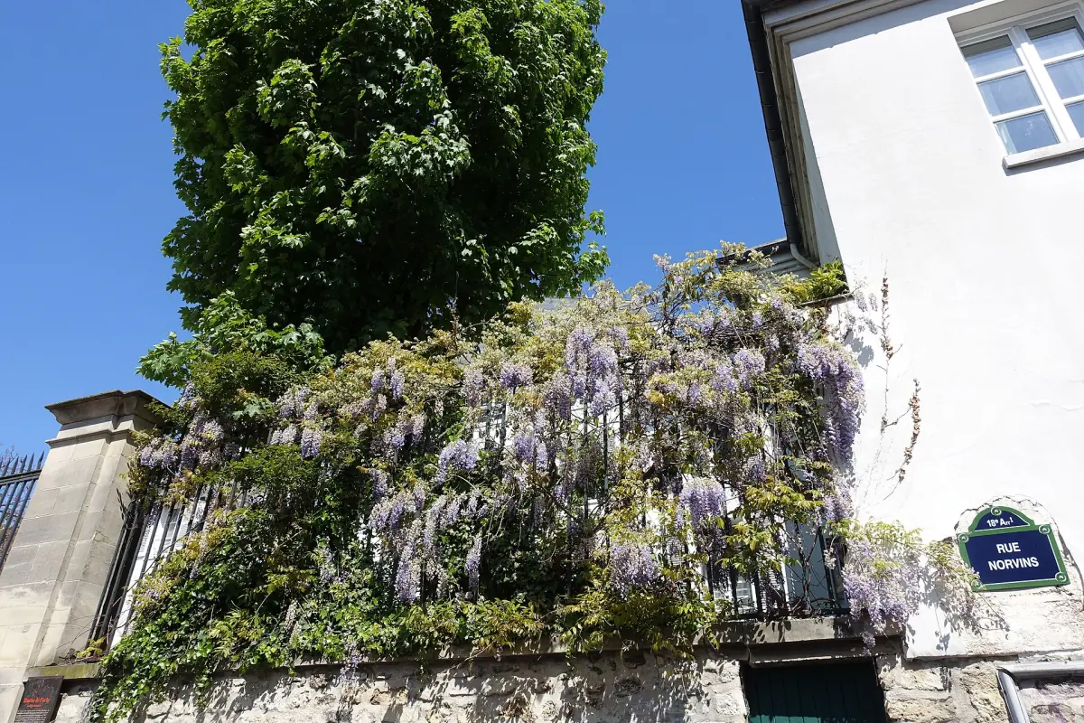 Wisteria on Rue Norvins